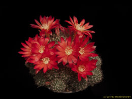 Rebutia margarethae L544 (rote Bl.) 1824